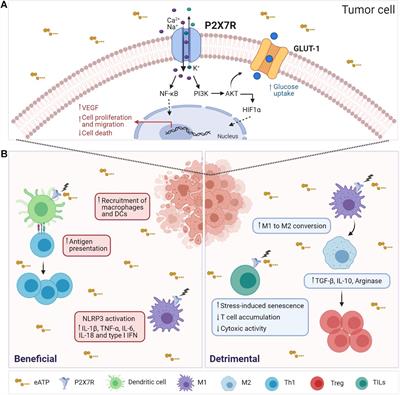 The P2X7 Receptor in Tumor Immunity